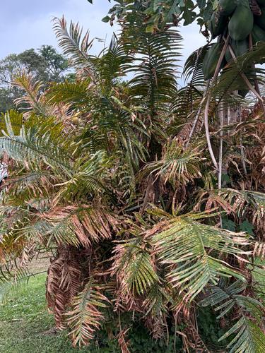 Cycas seemannii observed 2026-09-11