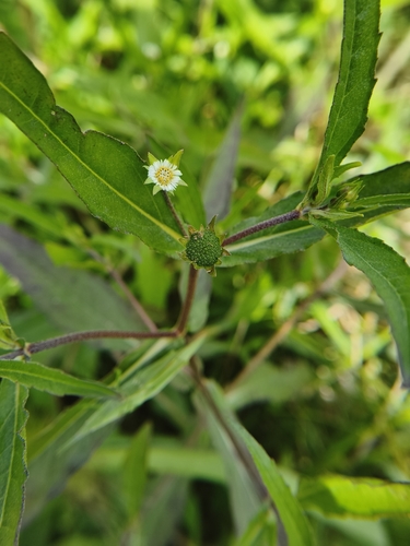 False Daisy