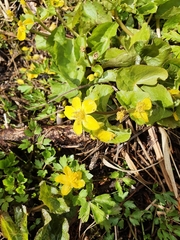 Caltha palustris