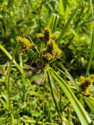 clustered flatsedge