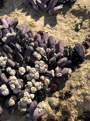 Brachidontes rostratus