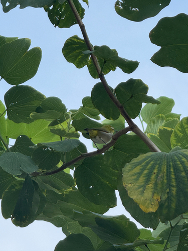 Swinhoe's White-eye