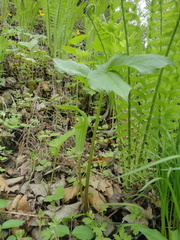 Arisaema amurense