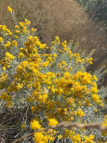 Rubber Rabbitbrush