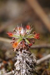 Drosera roseana