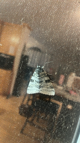 White Underwing