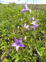 Campanula stevenii