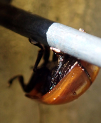 Paropsisterna rufobrunnea