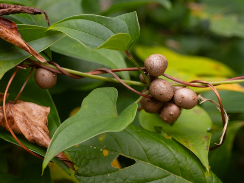 Dioscorea polystachya, photograph 3