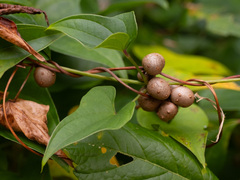 (c) Alex Abair, some rights reserved (CC BY) Dioscorea polystachya, photograph (c) Alex Abair, some rights reserved (CC BY)