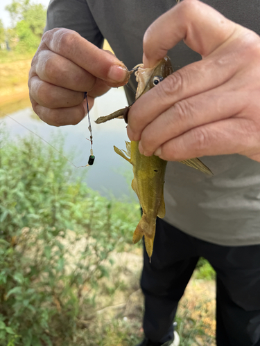 Korean Bullhead