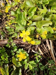 Caltha palustris
