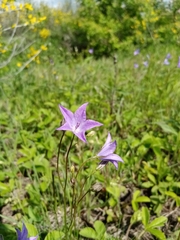 Campanula stevenii