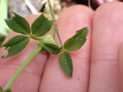 author not stated, no rights reserved Trifolium wormskioldii, photograph author not stated, no rights reserved