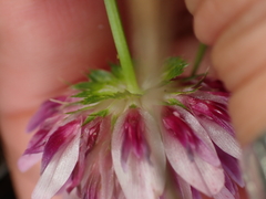 author not stated, no rights reserved Trifolium wormskioldii, photograph author not stated, no rights reserved