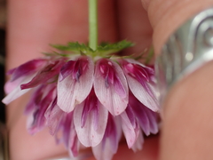 author not stated, no rights reserved Trifolium wormskioldii, photograph author not stated, no rights reserved
