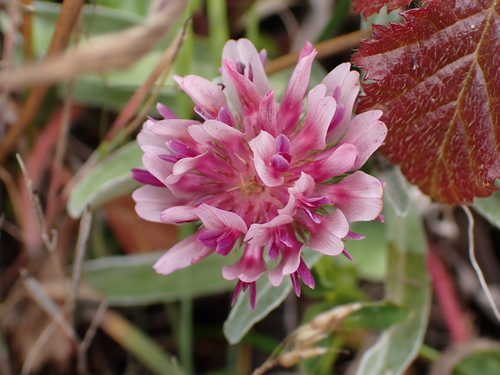 Trifolium wormskioldii