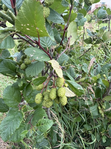 green alder