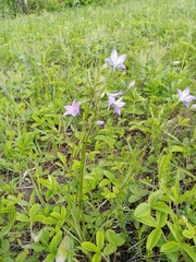 Campanula stevenii