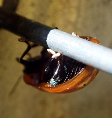 Paropsisterna rufobrunnea