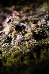 Drosera roseana