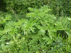 Heracleum mantegazzianum
