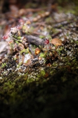 Drosera roseana