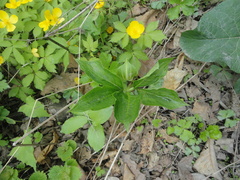 Arisaema amurense
