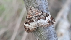 Xanthorhoe biriviata