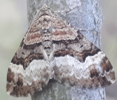 Xanthorhoe biriviata