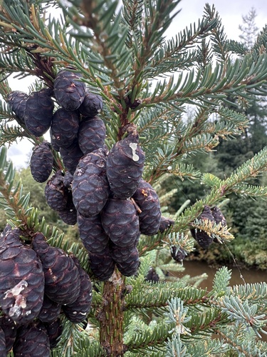black spruce