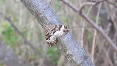 Xanthorhoe biriviata