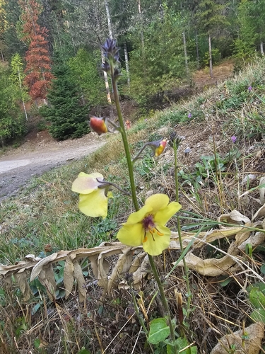 moth mullein