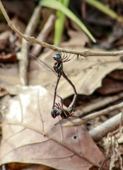 Dythemis nigra