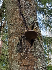 Phellinus alni