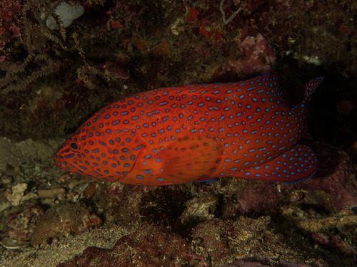 Coral Grouper