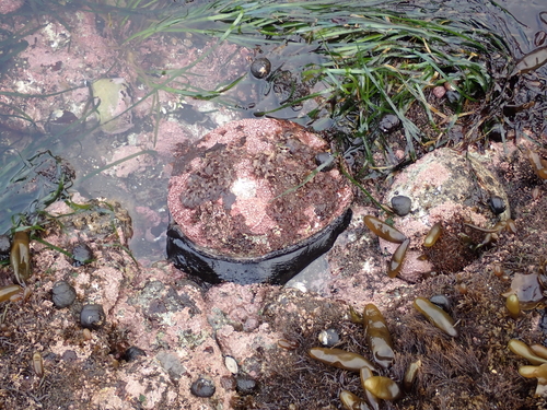 Red Abalone