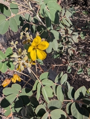 Senna covesii, photograph (c) mattmsa, some rights reserved (CC BY)