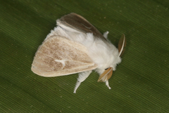 Thagona votis