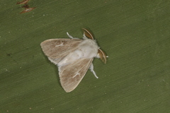 Thagona votis