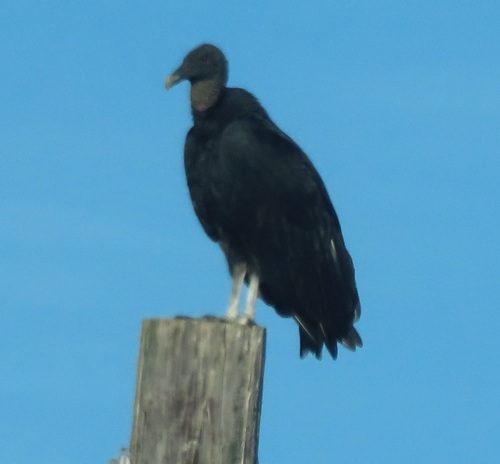 Black Vulture