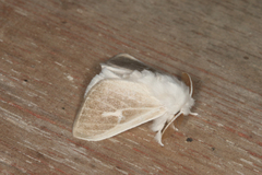 Thagona votis