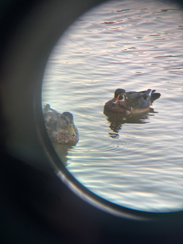 Wood Duck