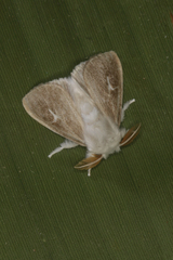Thagona votis