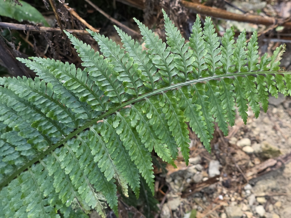Asplenium bulbiferum; photograph author not stated, no rights reserved