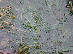 Phyllospadix scouleri