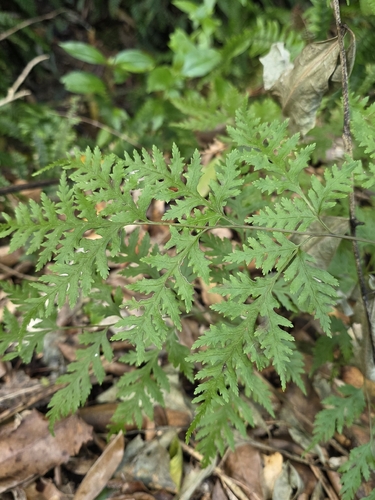 Pteris macilenta, photograph 2