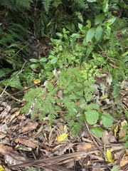 Pteris macilenta, photograph author not stated, no rights reserved