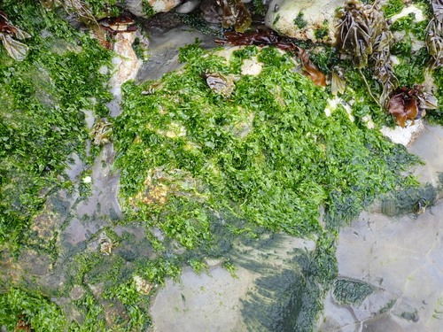Ulva californica, 2026-09-11