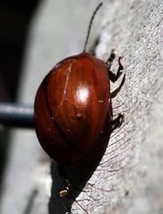 Paropsisterna rufobrunnea